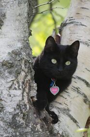 Gatto nero, foto 9