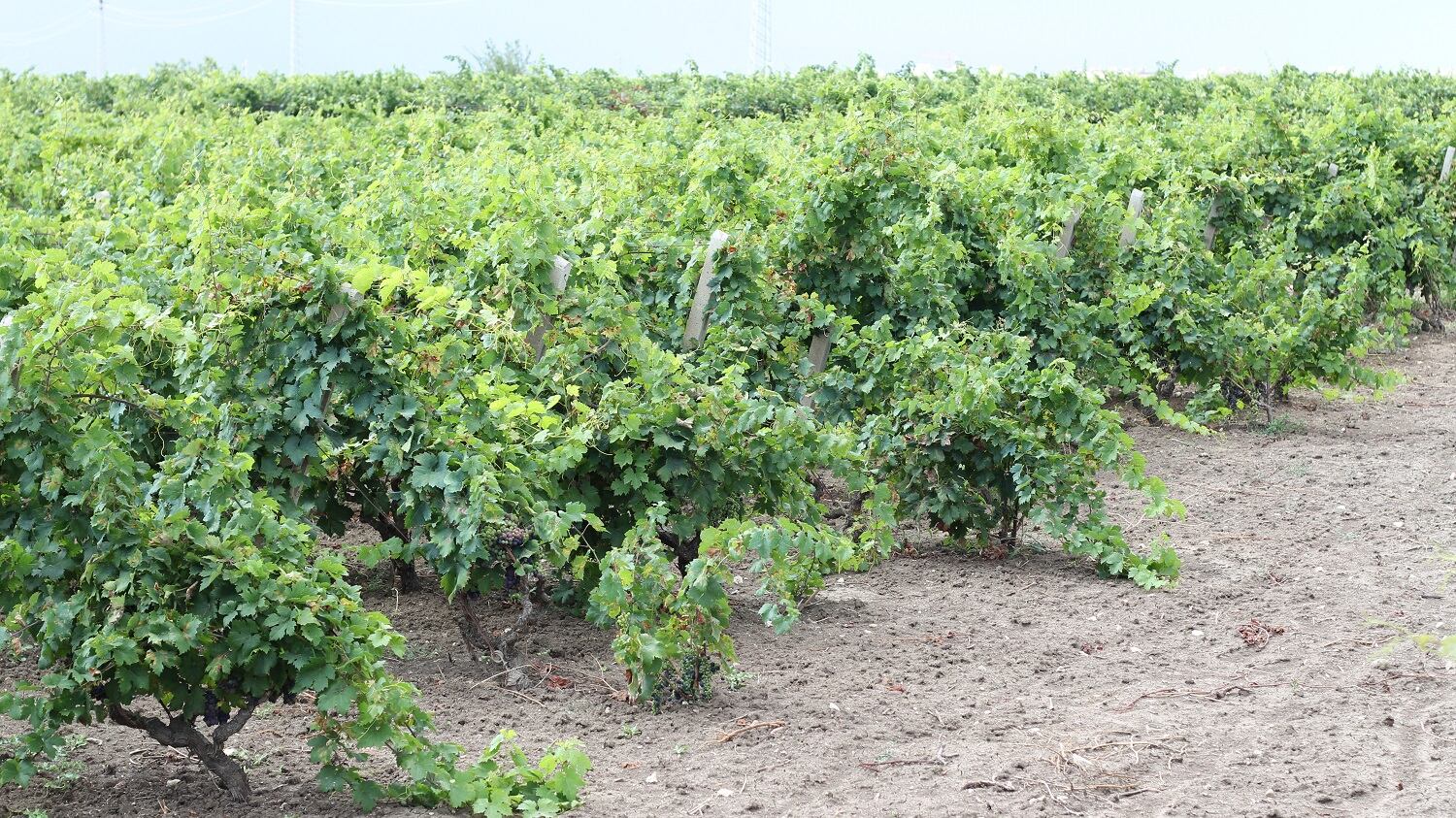 "Non ci sarà mai un vino Primitivo Dop o Igp siciliano"
