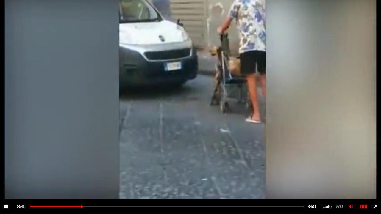 Napoli, capretto in carrozzina per il rito musulmano: "Fermo, non sgozzarlo"