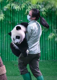 Il parco di Chimelong mette in mostra i panda 7
