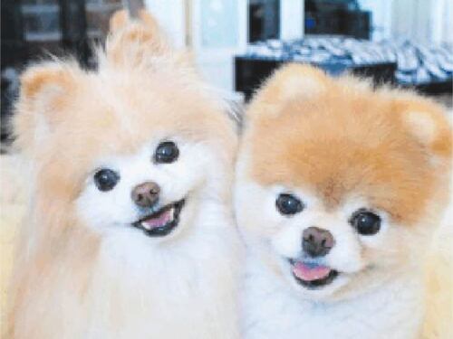 «Addio al piccolo Boo» Senza più l'amico Buddy muore il cane superstar