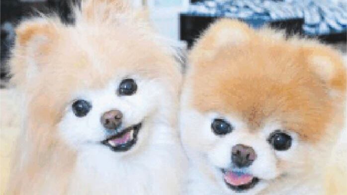 «Addio al piccolo Boo» Senza più l'amico Buddy muore il cane superstar