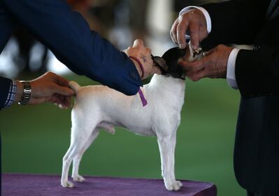 Cani bellissimi, e padroni molto orgogliosi 10