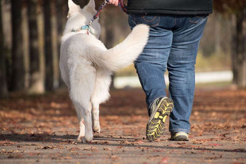 camminata con cane
