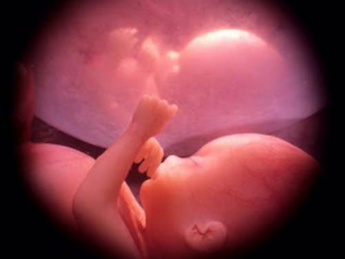 Pro Vita Famiglia, al via campagna per riconoscimento del concepito