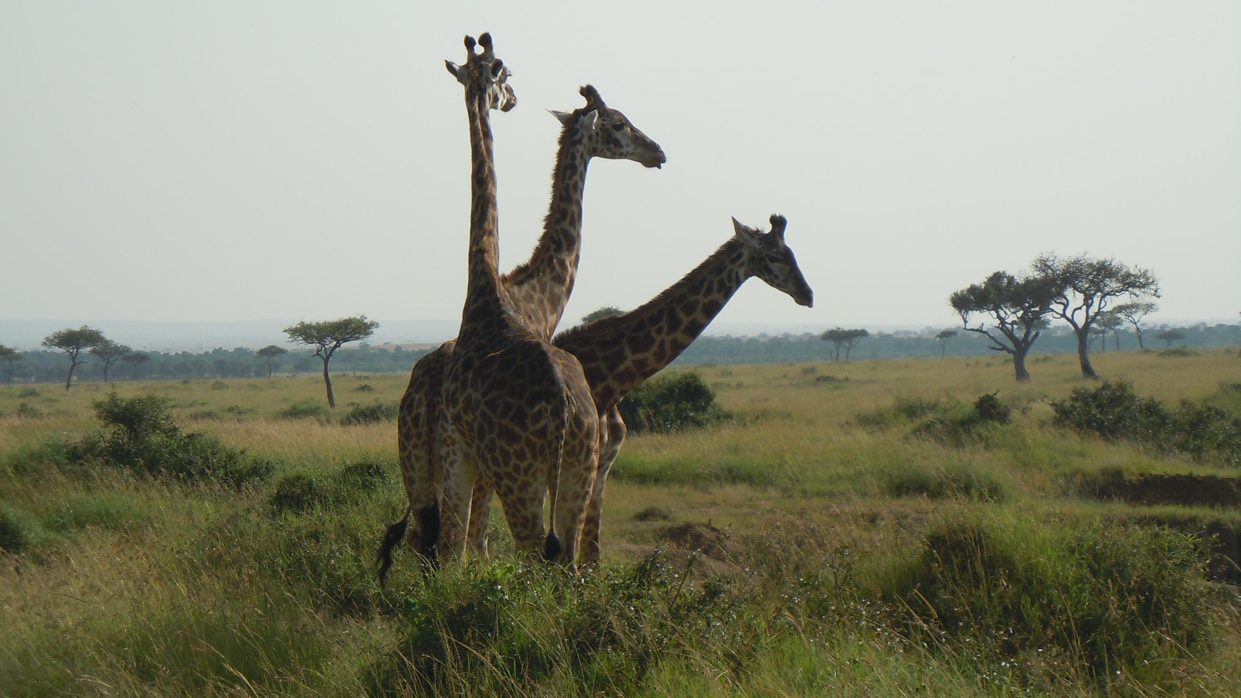 A Natale o a Capodanno tutti a festeggiare in Kenya