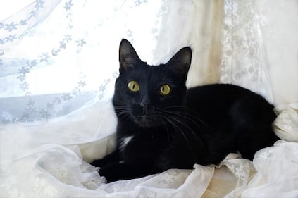 Gatto nero, foto 55