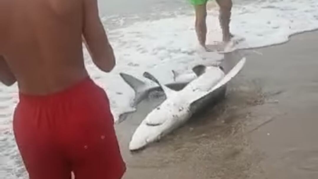 Sardegna, trascinano lo squalo fuori dal mare per fare le foto