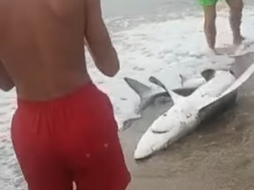 Sardegna, trascinano lo squalo fuori dal mare per fare le foto