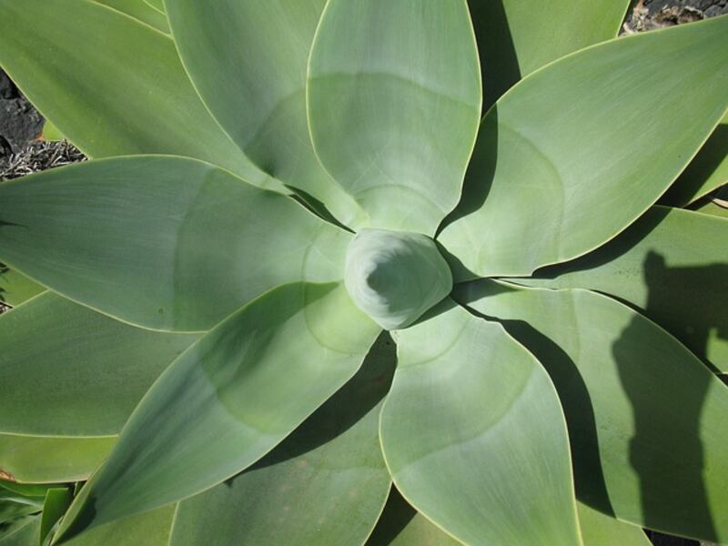 Agave