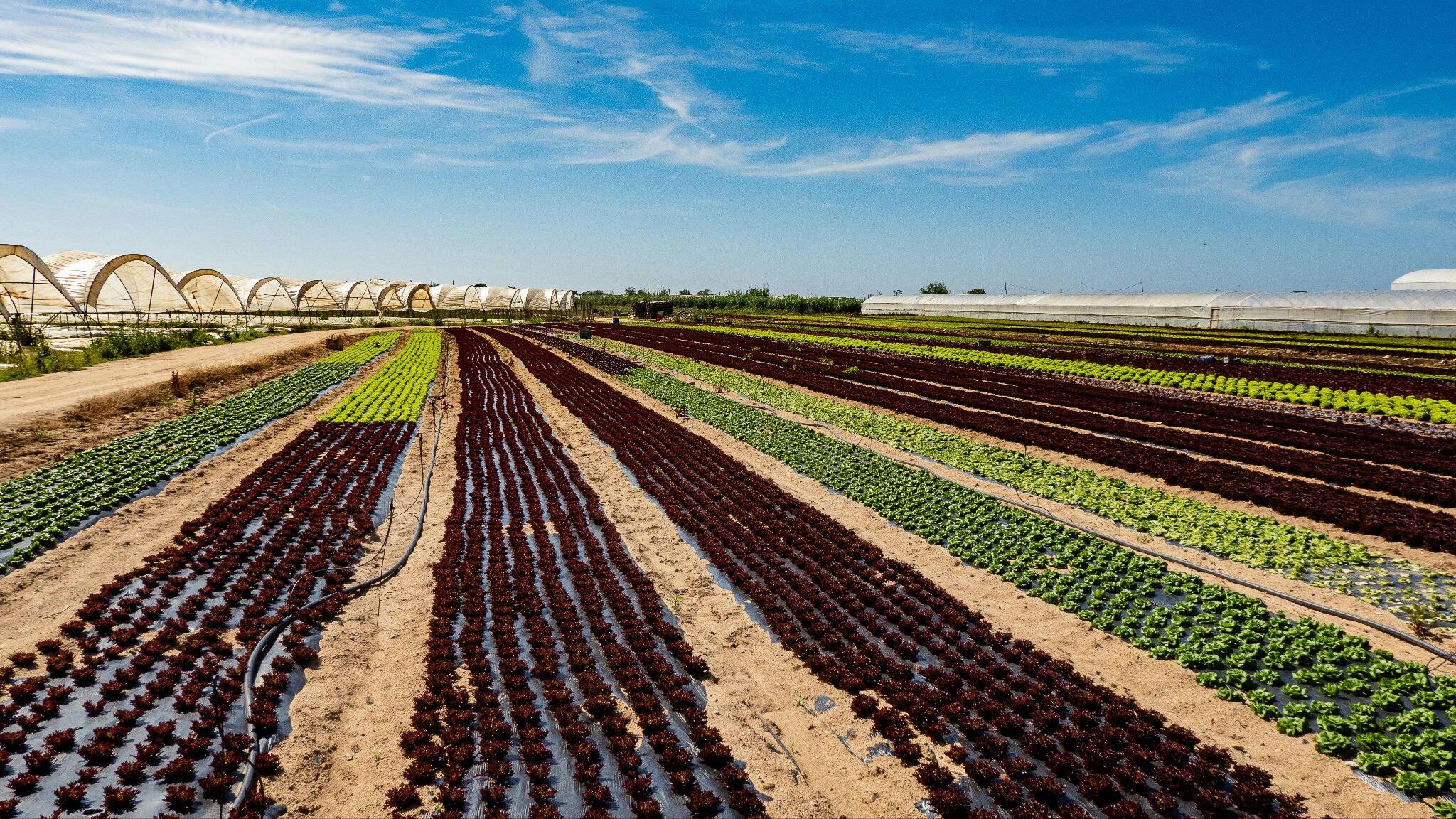 Terreni agricoli ai giovani: come funziona il bando Ismea “Generazione Terra”