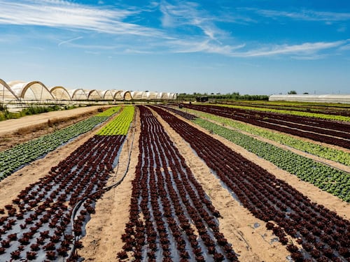 Terreni agricoli ai giovani: come funziona il bando Ismea “Generazione Terra”
