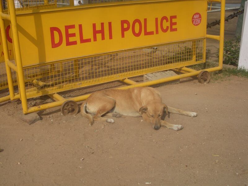 Delhi e il fascino disordinato della sua umanità 2