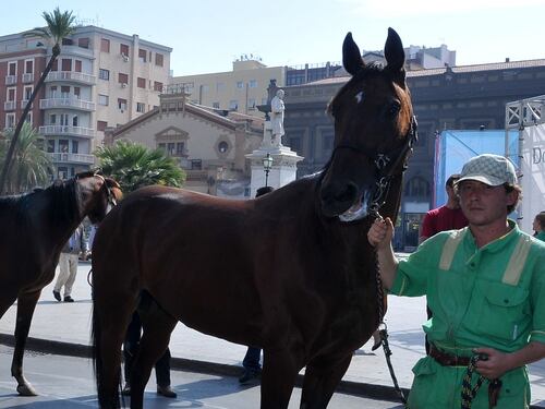 La "febbre da cavallo" è sparita. Scommesse a picco in 9 anni