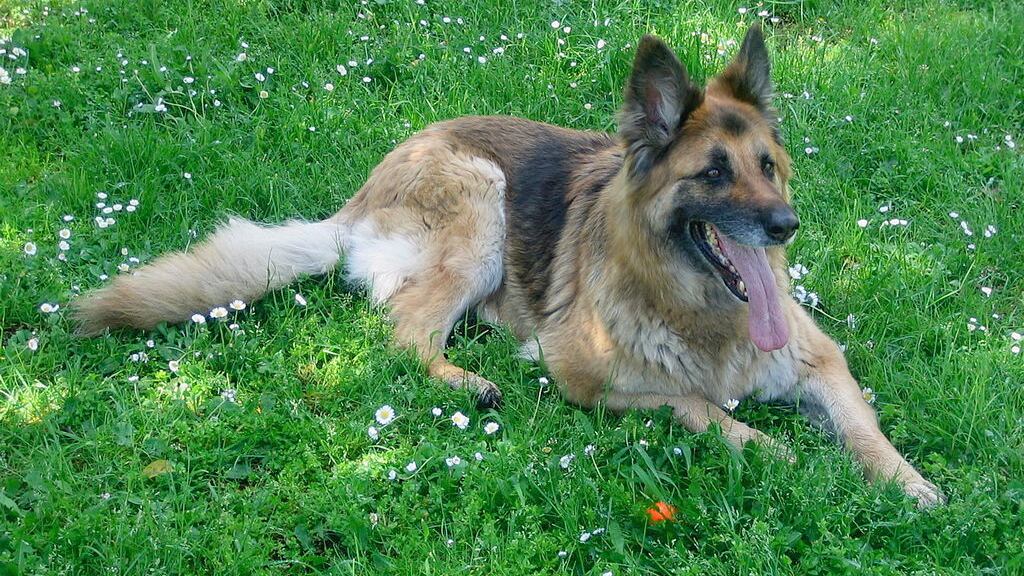 Lodi, uccisa a colpi di forcone la cagnolina di due anziani
