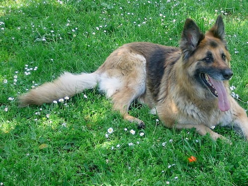 Lodi, uccisa a colpi di forcone la cagnolina di due anziani