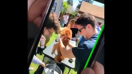 Il maltrattamento choc: obbligano il cane a bere un barile di birra