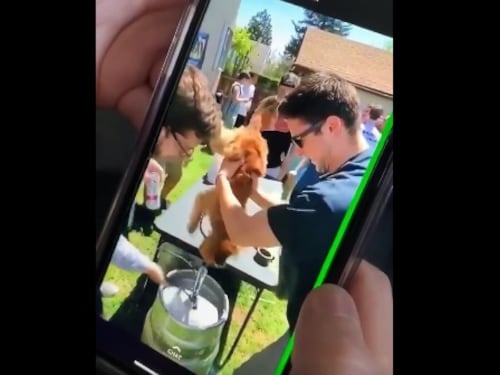 Il maltrattamento choc: obbligano il cane a bere un barile di birra