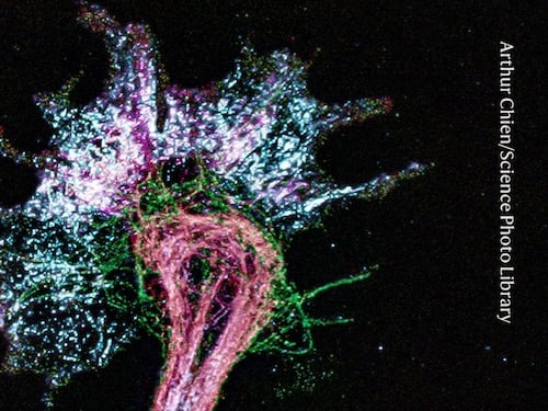 La materia si gonfia, il microscopio vede: così il MIT ingrandisce l’invisibile