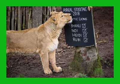 Allo zoo di Londra è il giorno del censimento 8