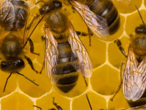 Grande mistero delle api: morte milioni in 2 giorni: cosa succede a Brescia