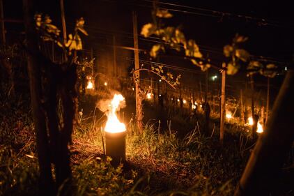 In Svizzera le candele "scaldano" l'uva nei campi 9
