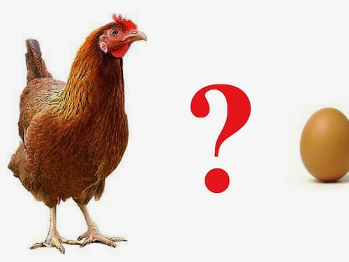 È nato prima l'uovo o la gallina? Finalmente c'è la risposta
