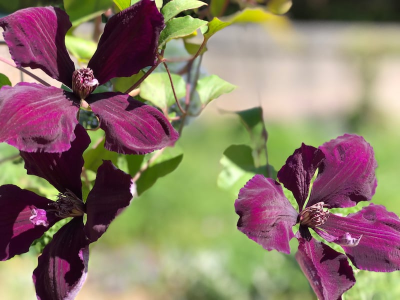 Giardini Arte Fiori Forte GAFF: il giardino che fiorisce dal mare 5