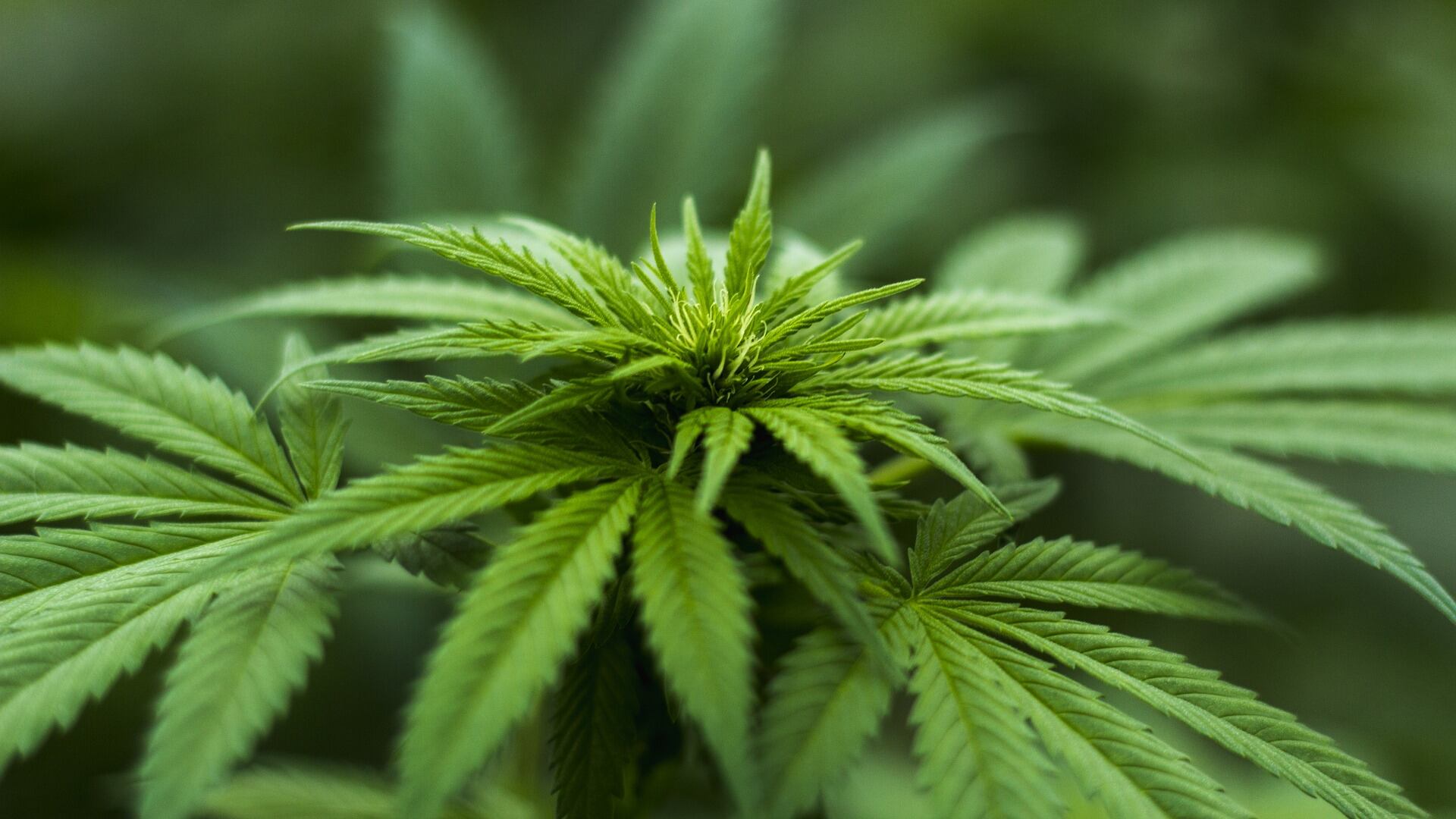 Cannabis e adolescenti: modifiche al cervello già dal primo uso