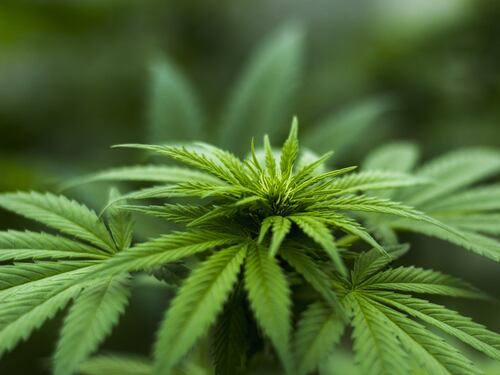 Cannabis e adolescenti: modifiche al cervello già dal primo uso