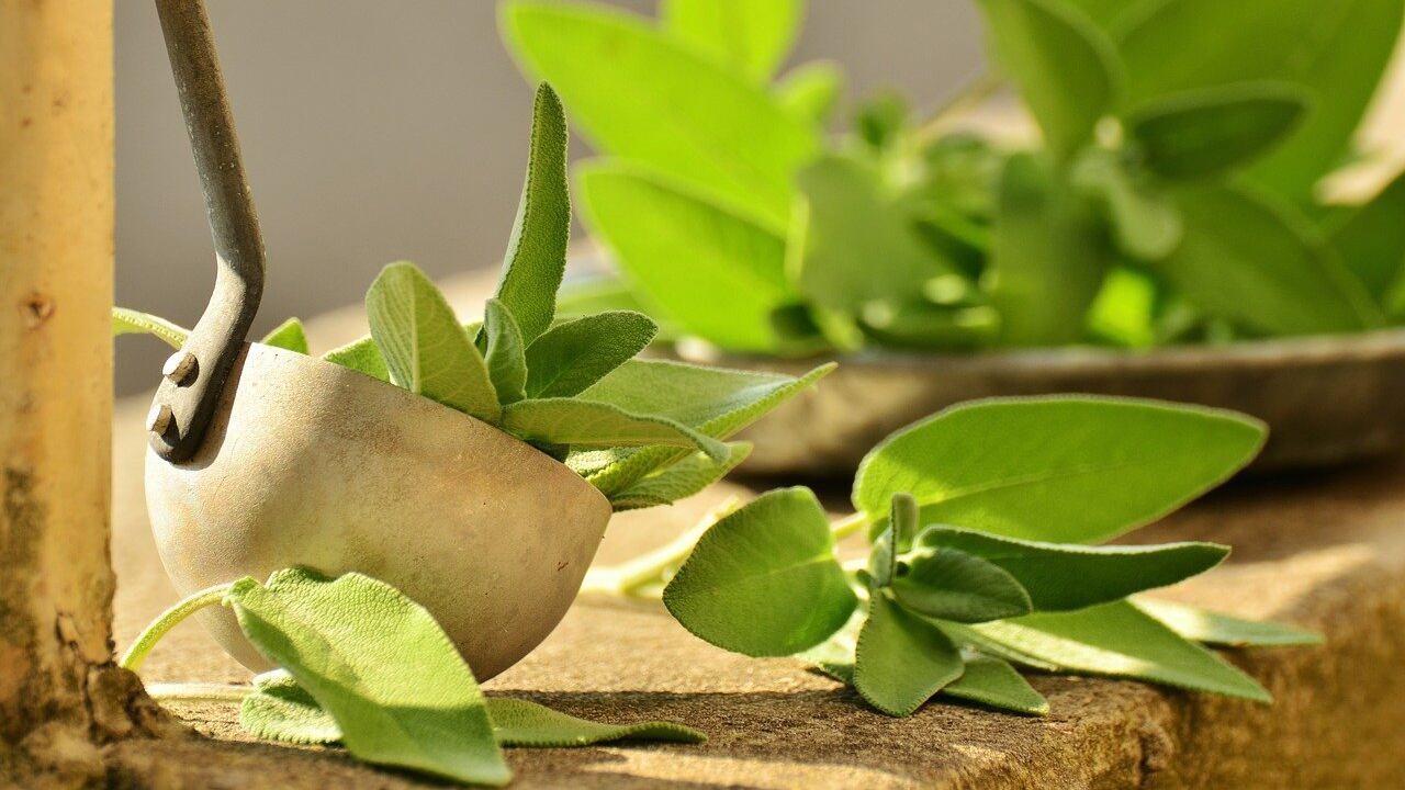 Salvia, benefici e virtù della pianta aromatica