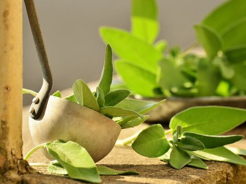 Salvia, benefici e virtù della pianta aromatica