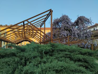 Appello al Comune per salvare gli alberi del giardino Lea Garofalo  3