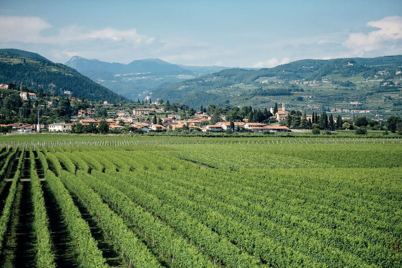 Buglioni, la vendemmia