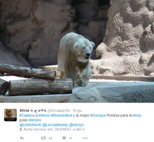 Morto Arturo, l'orso più triste del mondo 4