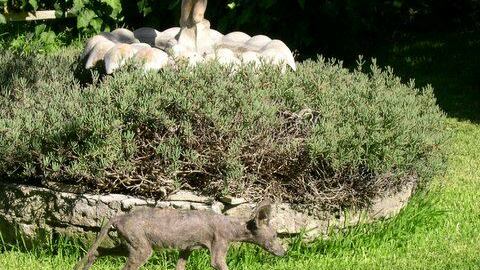 Ritorna il chupacabra? Quelle strane morti di centinaia di animali