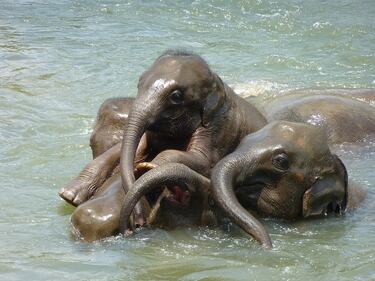 Elefante si fa un selfie 15