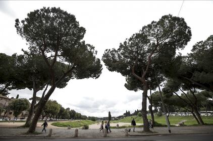 Le meraviglie di Roma: i pini marittimi in città 17
