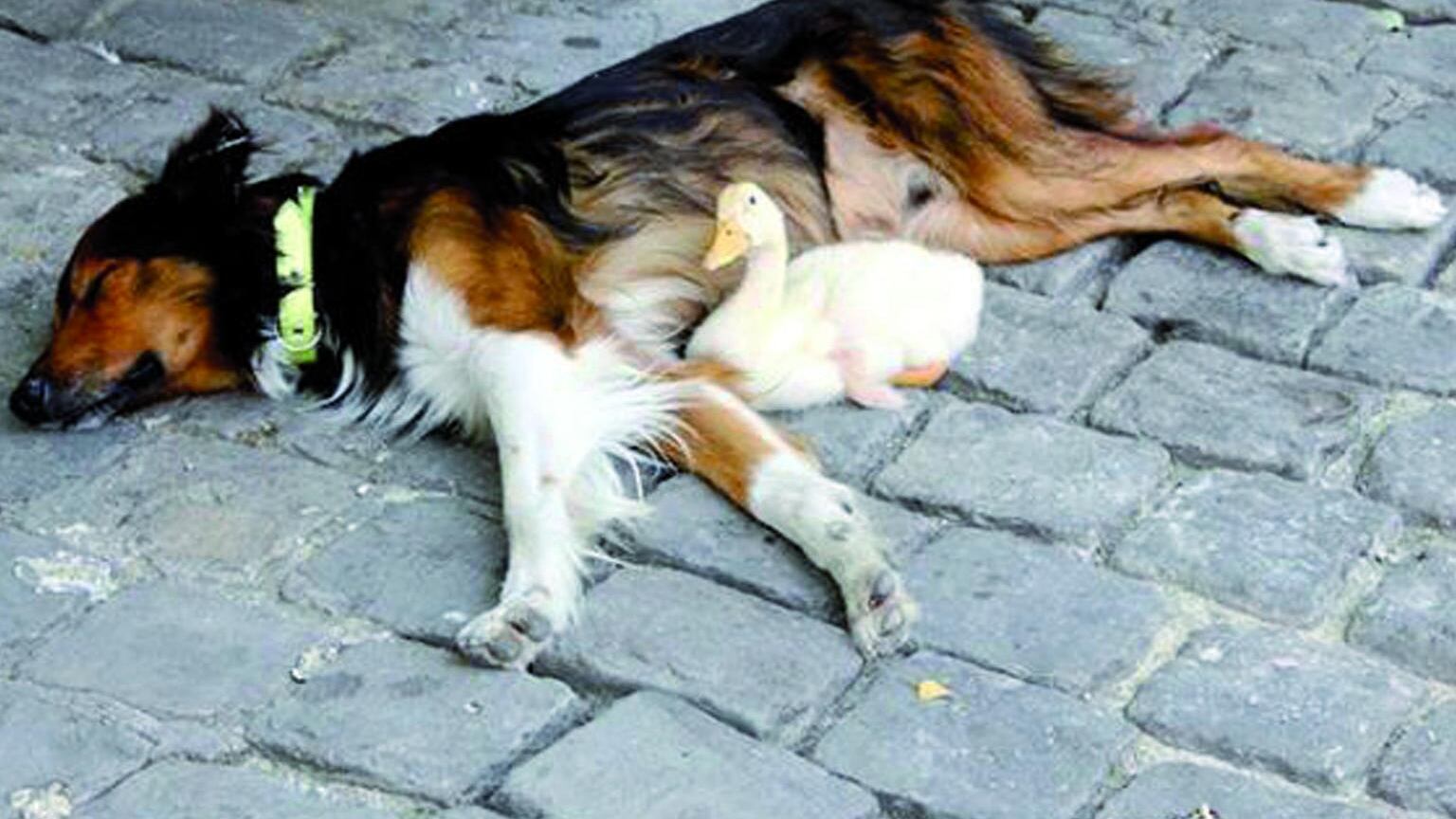 Il cane e la paperella Coppia innamorata che commuove Parigi