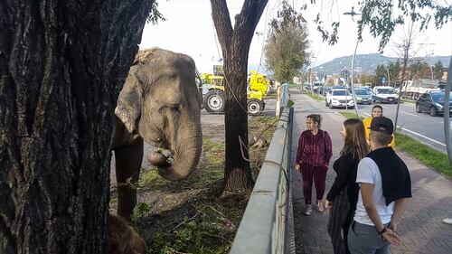 Gli animali del circo "parcheggiati" sull'asfalto 1