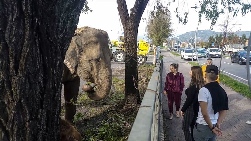 Gli animali del circo "parcheggiati" sull'asfalto 1