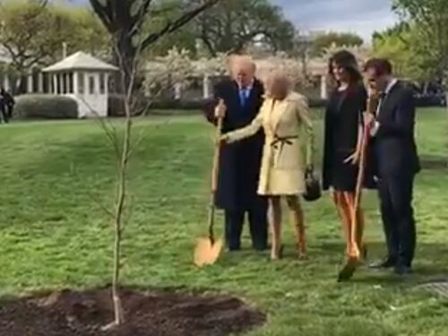 Usa, quell'infausto presagio sulla Francia: morta la quercia di Macron
