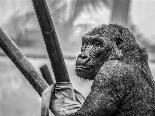 Apple, arriva l'emoji per il gorilla Harambe