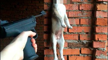 Arrestata 21enne russa: torturava cani e gatti per poi condividere le immagini sul web