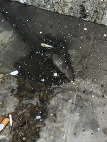 Il degrado nelle case popolari di Napoli 1