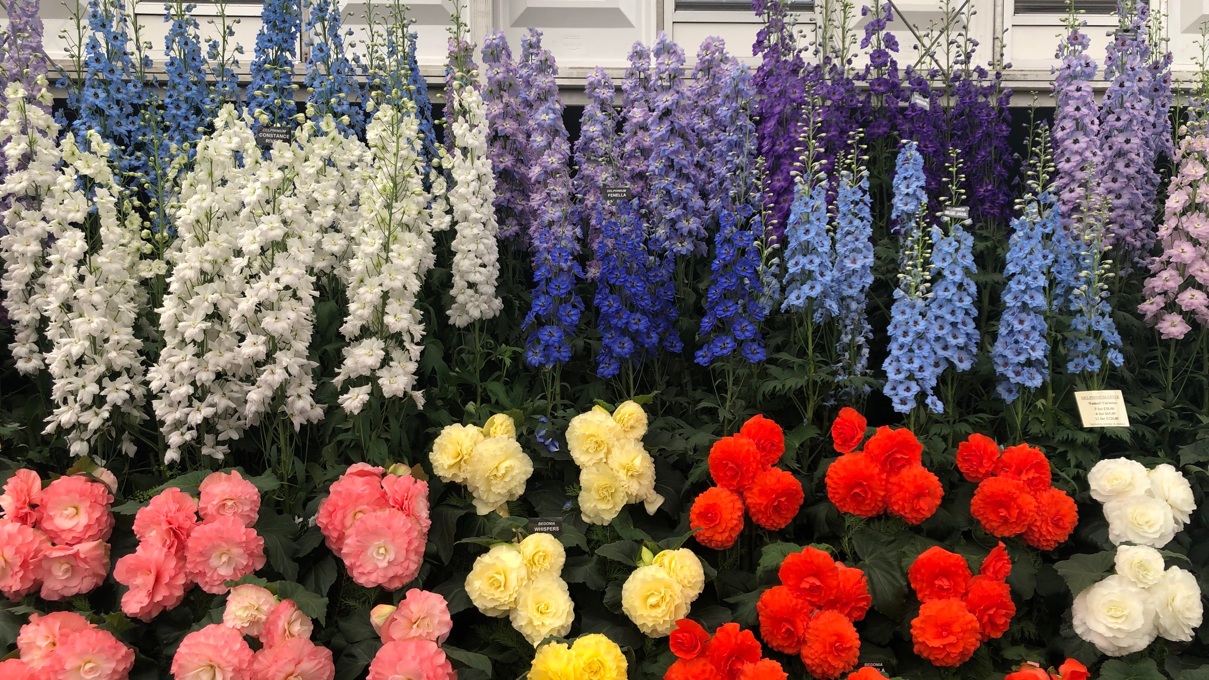 Giardini Arte Fiori Forte GAFF: il giardino che fiorisce dal mare