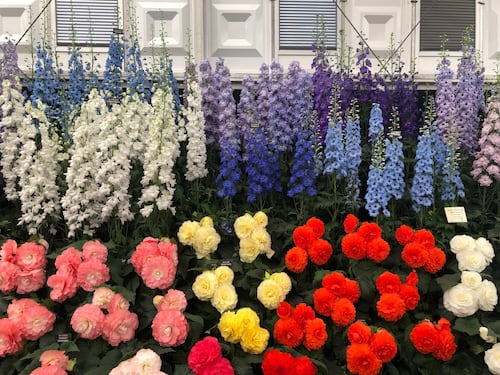 Giardini Arte Fiori Forte GAFF: il giardino che fiorisce dal mare