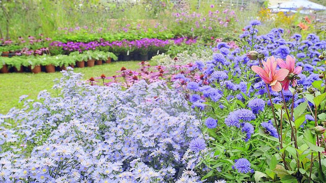 Picnic sull'erba del lago con tutti i fiori di Orticolario