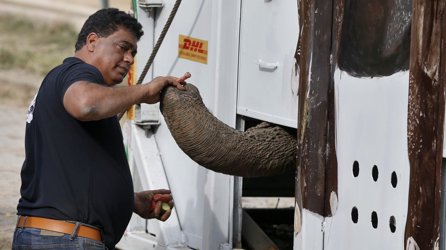 L'elefante Kaavan salvato dalla solitudine. Grazie a Cher torna a casa in Cambogia