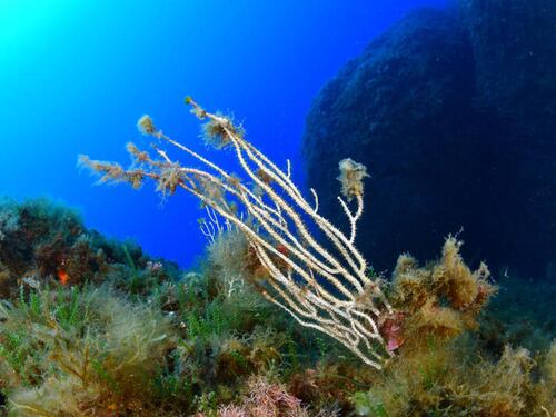Il Mediterraneo è inclinato: più profondo in Africa